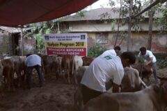 Qurbani NAHAR has been taking the qurbani meat
distribution initiative for Muslim Rohingya refugeees in Cox’s Bazar for last few years. The
purpose of this initiative is to share the happiness of Eid with everyone. NAHAR distributed Qurbani meat among 5000 Rohingya refugees on the occasion of
Qurbani. It helped at least 1000  families to enjoy the qurbani meat with family members